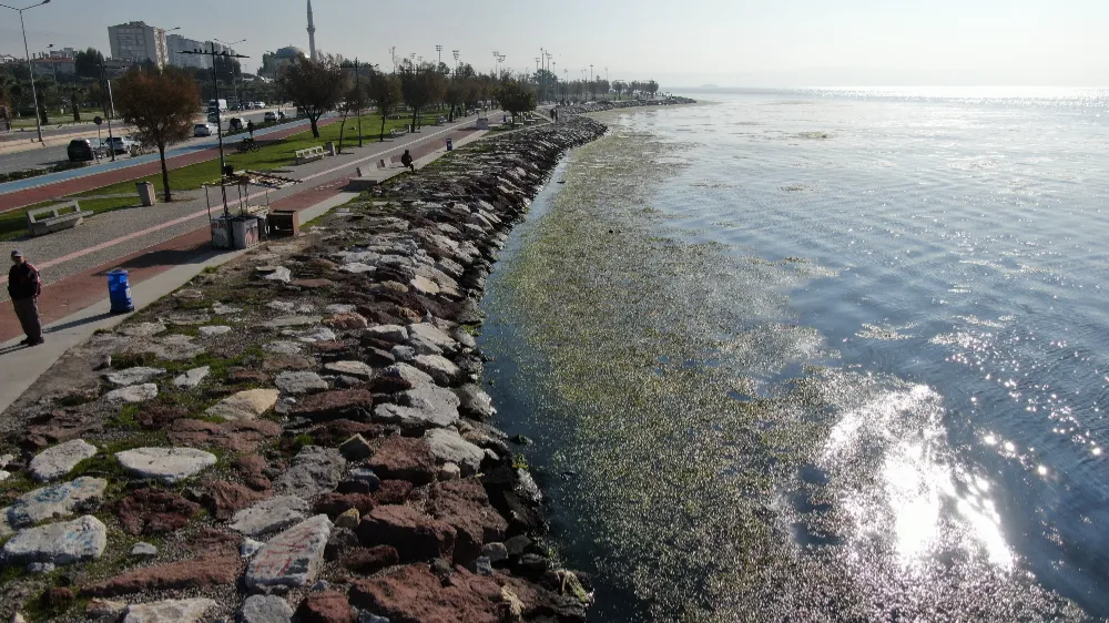 İzmir Sahilini Deniz Marulları Kapladı: Körfez Kirliliği Gözler Önünde