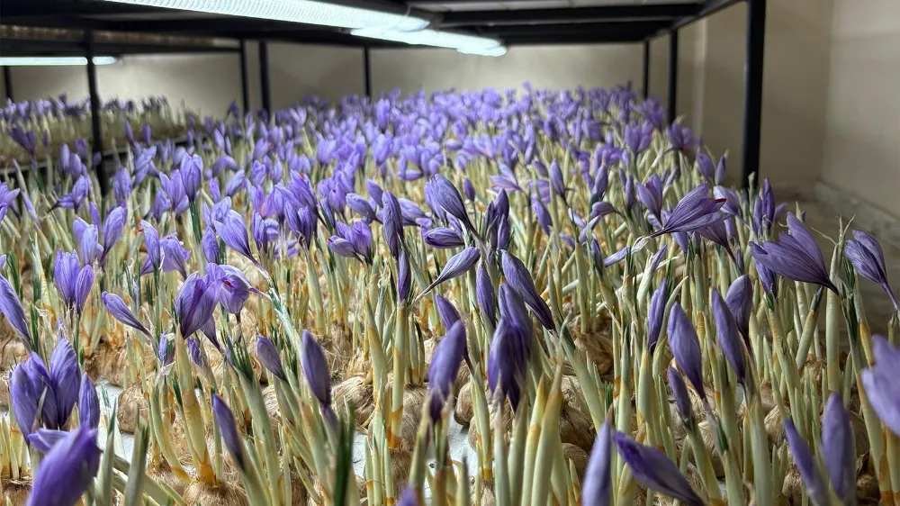 Genç Yaşta Mesleğini Bıraktı, 50 Metrekarelik Odada Gramı 600 Liralık Safran Üretiyor