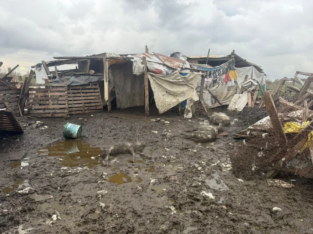 Avcılar’da Başıboş Köpekler Koyun Sürüsüne Saldırdı: 10 Hayvan Telef