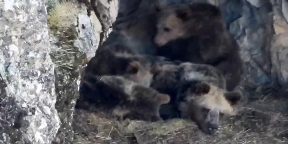 Kış Uykusuna Hazırlanan Ayı Ailesi Böyle Görüntülendi