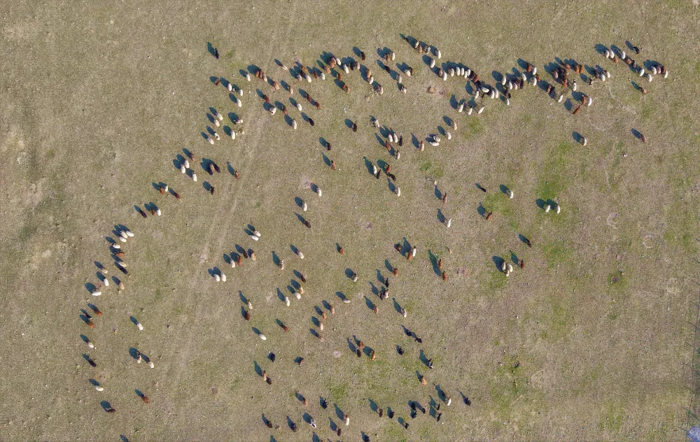 Muş’ta Kar Yağmayınca Besiciler Yemde Tasarruf Sağladı