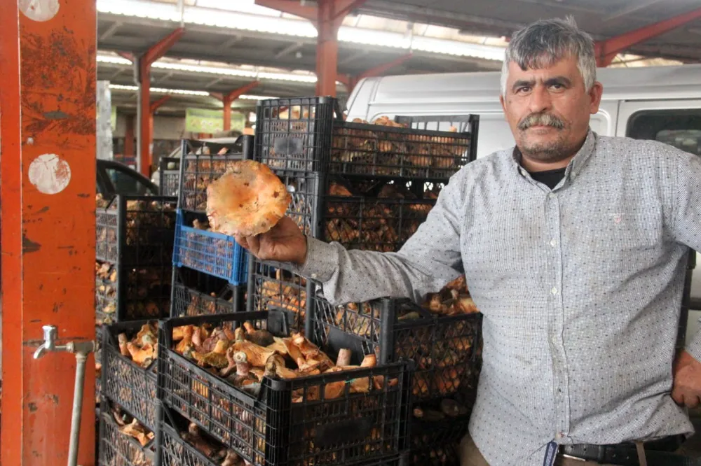 Bayramiç’te kanlıca mantarı köylüye kazanç kapısı oldu
