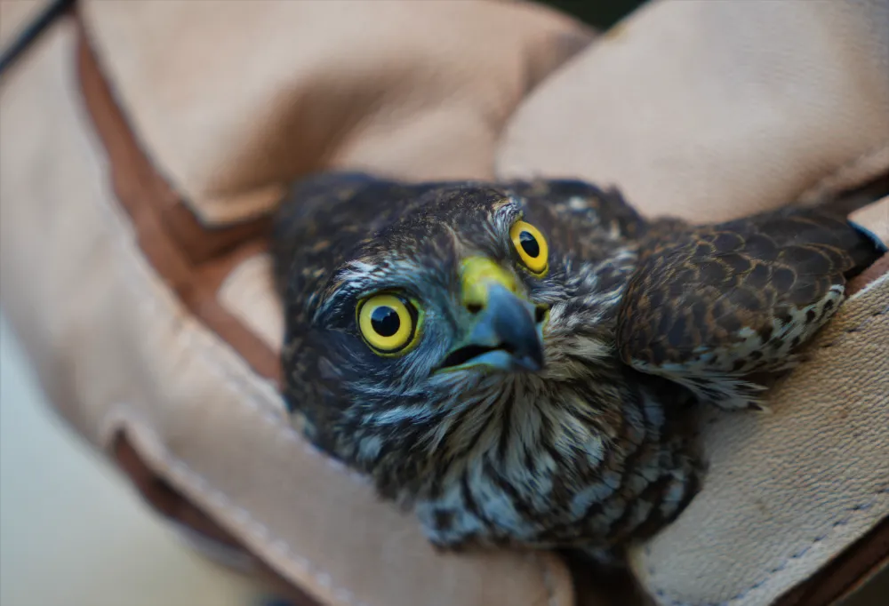 Muş’ta yaralı atmaca tedavi altına alındı