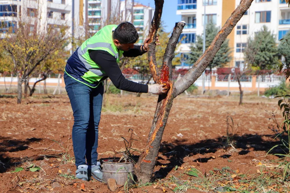 Diyarbakır’da hastalıklı ağaçlara özel bakım uygulaması