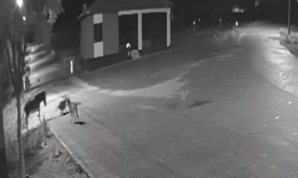 Konya’da aç kurtlar mahalleye indi, eşeğe saldırdı