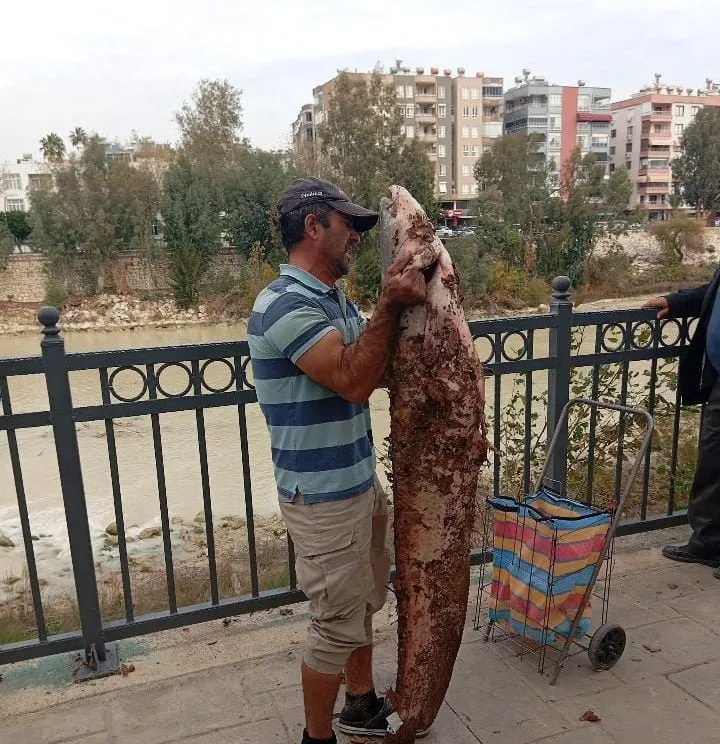 Silifke’de vatandaş boyu kadar yayın balığını eliyle yakaladı