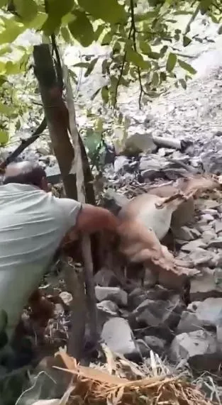 Bahçede Uyuyan Yaban Keçisi “Kalk Kızım” Sesine Uyandı