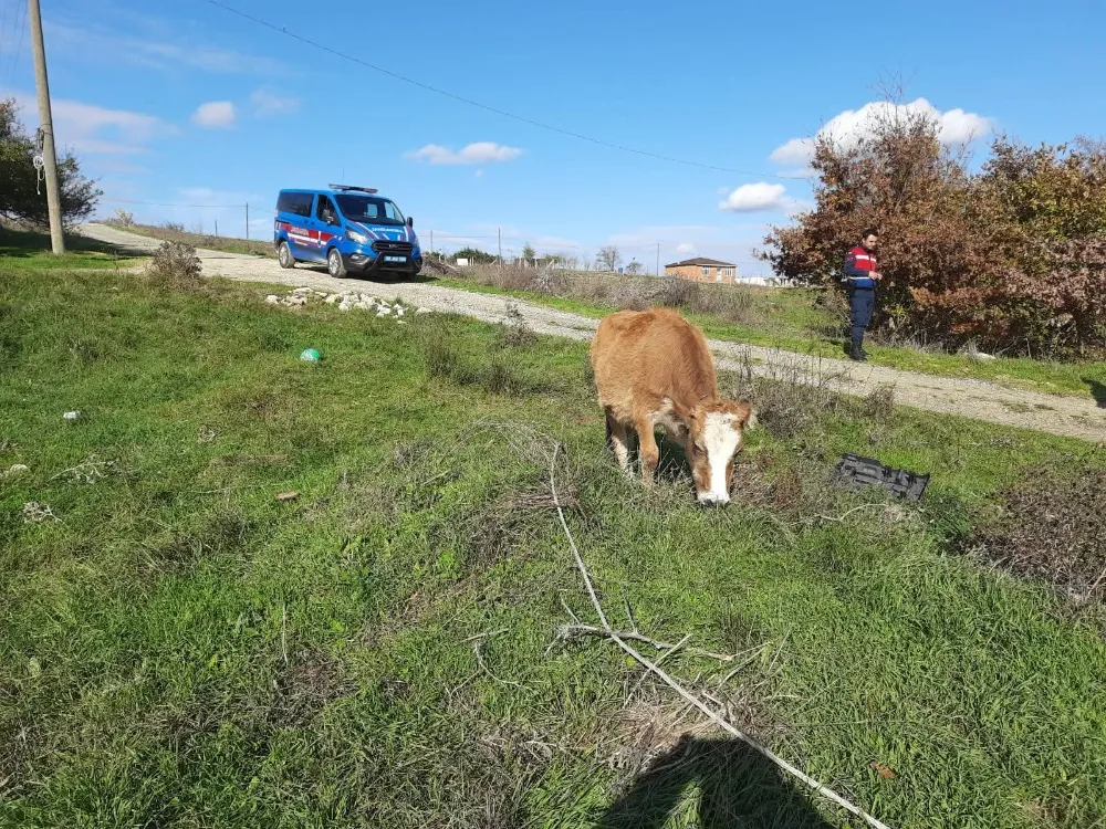 Saray’da Kaçak Getirilen 9 Büyükbaş Hayvan Kesime Gönderildi