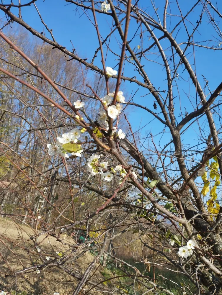 Karabük’te Erik Ağacı Aralık’ta Çiçek Açtı