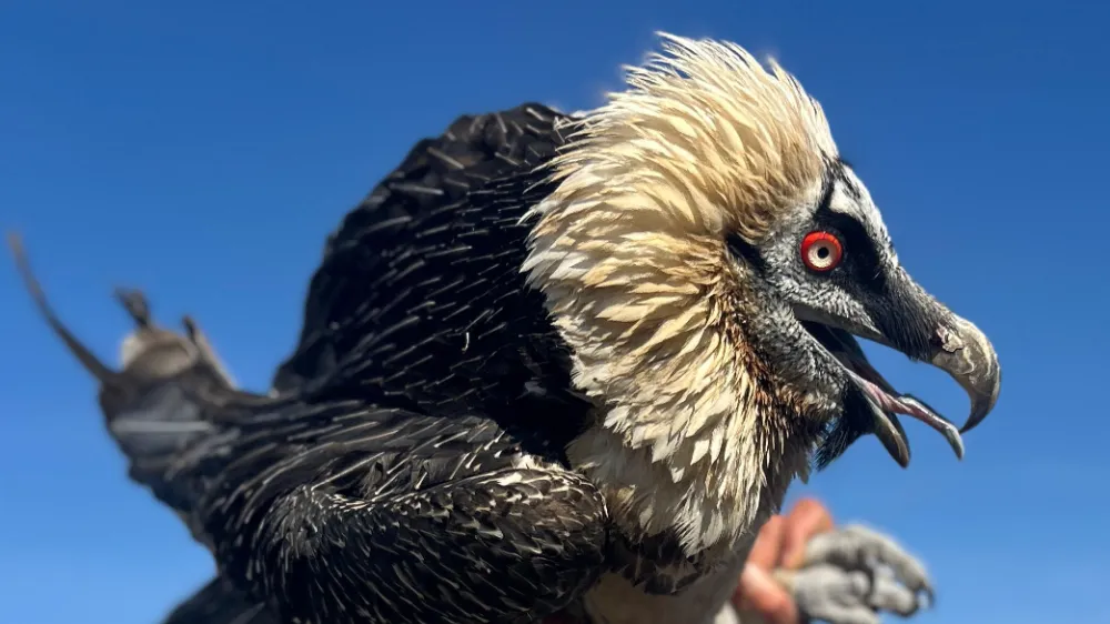 Van’da Yaralı Yırtıcı Kuşlara Şifa: Tedavisi Tamamlananlar Doğaya Geri Dönüyor
