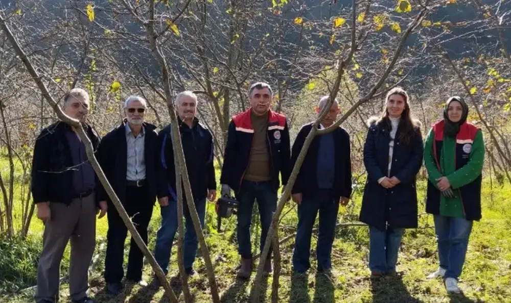 Akçaabat’ta Fındık Üreticilerine Budama Eğitimi Verildi