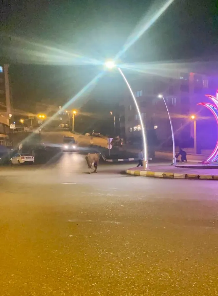 Karabük’te Caddede Dolaşan Büyükbaş Hayvanlar Trafiği Aksattı