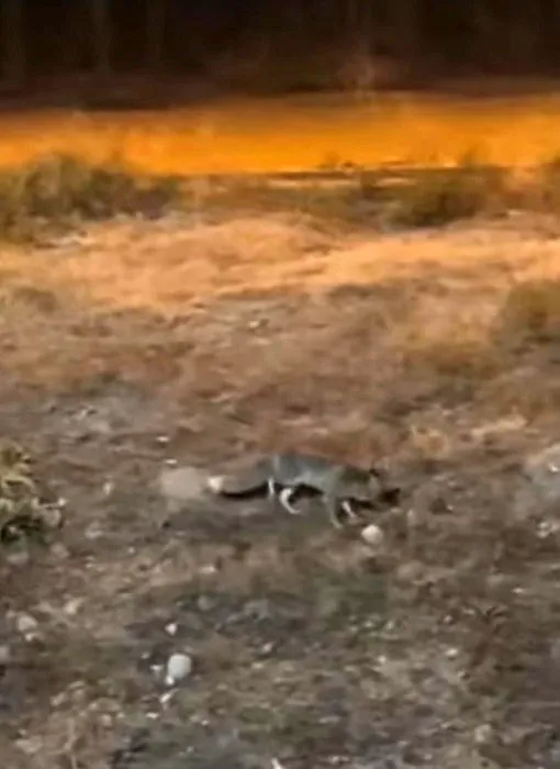 Nevşehir’de Aç Kalan Tilki Şehir Merkezinde Görüntülendi