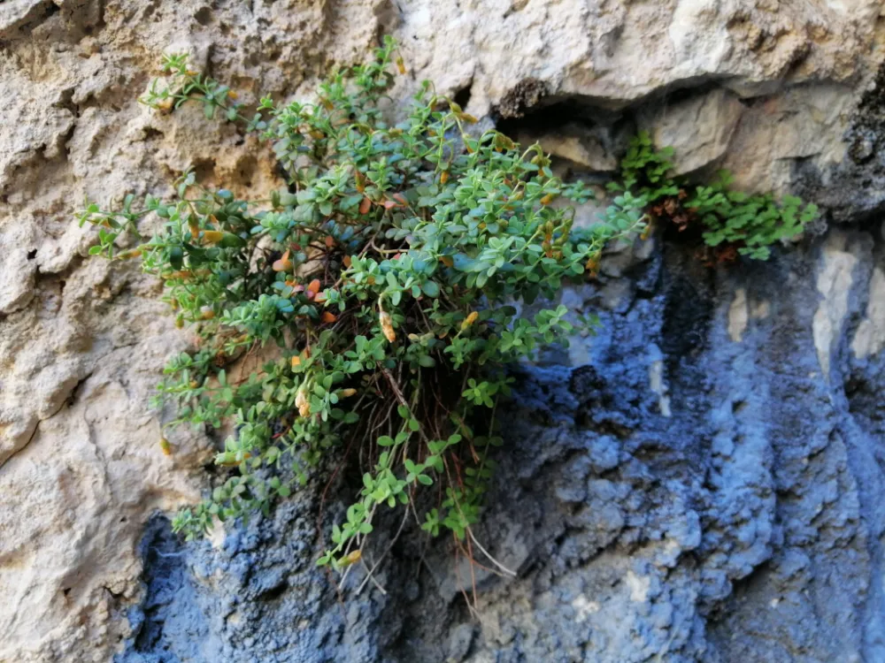 Endemik Malatya Kantaronu, Sarı Kantarona Göre Kimyasal Olarak Daha Zengin