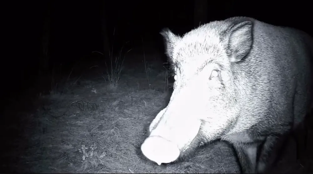 Ganos Dağları’nda Yaban Domuzu ve Fotokapan Mücadelesi
