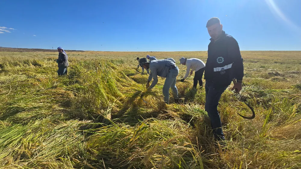 Karacadağ Pirinci: Volkanik Topraklarda Yetişiyor, Mineral Zenginliğiyle Öne Çıkıyor