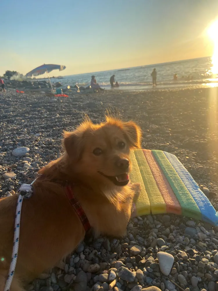15 Dakika Köpek Oyunuyla Stresinize Veda Edin Bilim Bunu Kanıtladı!