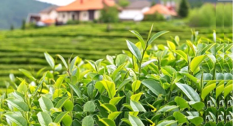 Yaş Çay Destekleme Ödemeleri Bayram Sonrasına Kaldı, Rize ve Bölge Halkı Üzgün