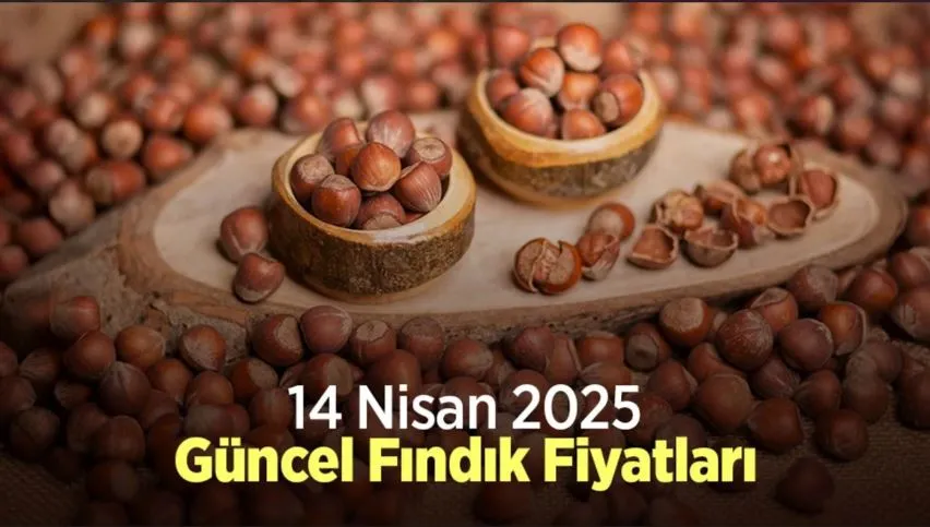 14 Nisan 2025 Fındık Fiyatları Piyasada Yükseliş Devam Ediyor Mu ?