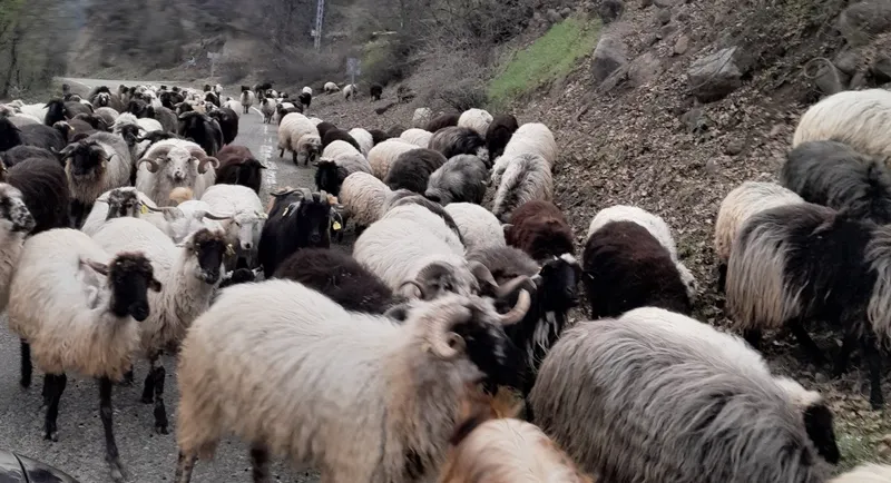 Baharla Birlikte Rize’de Yaylaya Yolculuk