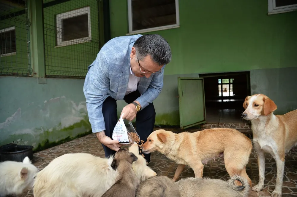 BÜYÜKŞEHİR BELEDİYESİ 942 KÖPEĞİ SAHİPLENDİRDİ