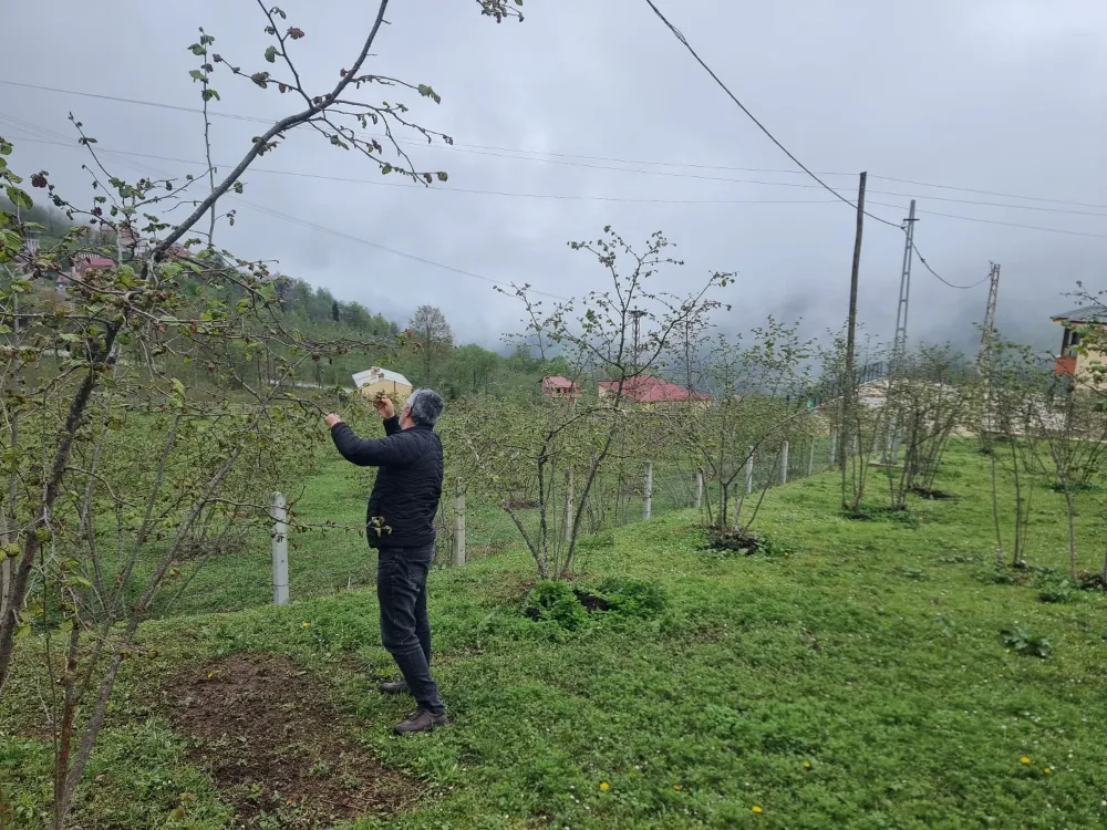 Trabzon İl Tarım ve Orman Müdürlüğü’nden Zirai Don Hasarı Tespit Çalışmaları