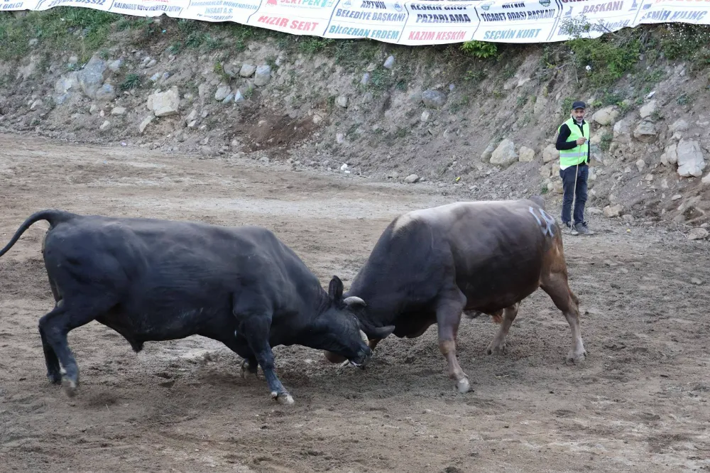 Murgul’da Boğa Güreşleri Festivali Coşkuyla Gerçekleşti