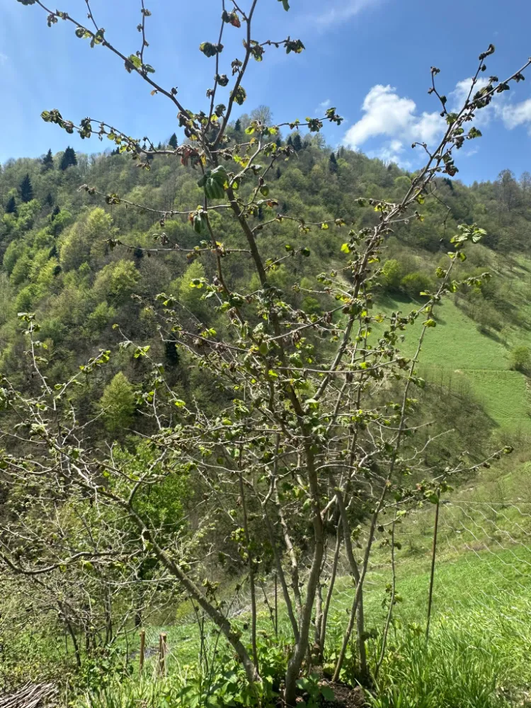 Trabzon’da Zirai Don Hasar Tespit Çalışmaları Sürüyor