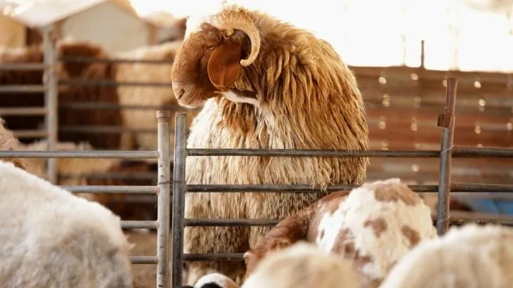 Kurban Keserken Yaralanmalara Dikkat Edin! Önleme Yolları ve İlk Yardım