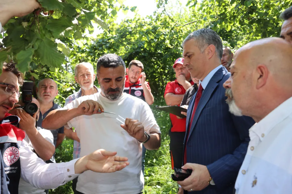 Yomra Belediyesi, tarımda samuray arıları ile çevre dostu mücadeleye başladı 