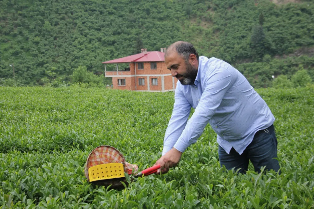 ÇAYKUR, 2025 Yılı Birinci Sürgününü Tamamladı: Üreticiye Destek Devam Ediyor