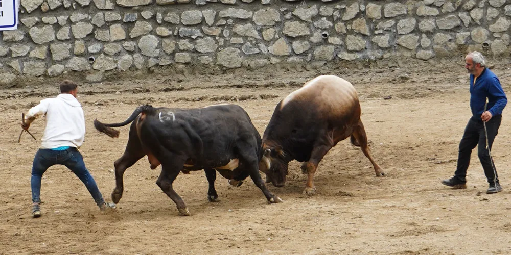 Ayder Yaylası