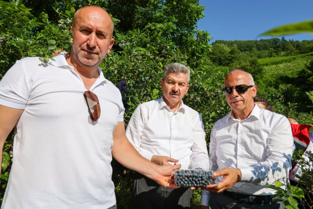 Artvin Kemalpaşa’da Maviyemiş Hasadı Başladı: 108 Dekarda 41 Ton Üretim