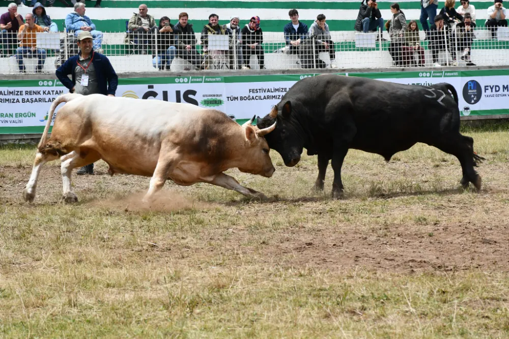 Kafkasör Festivali’nde 421-470 Kg Ayak Kategorisi Finali Nefes Kesti