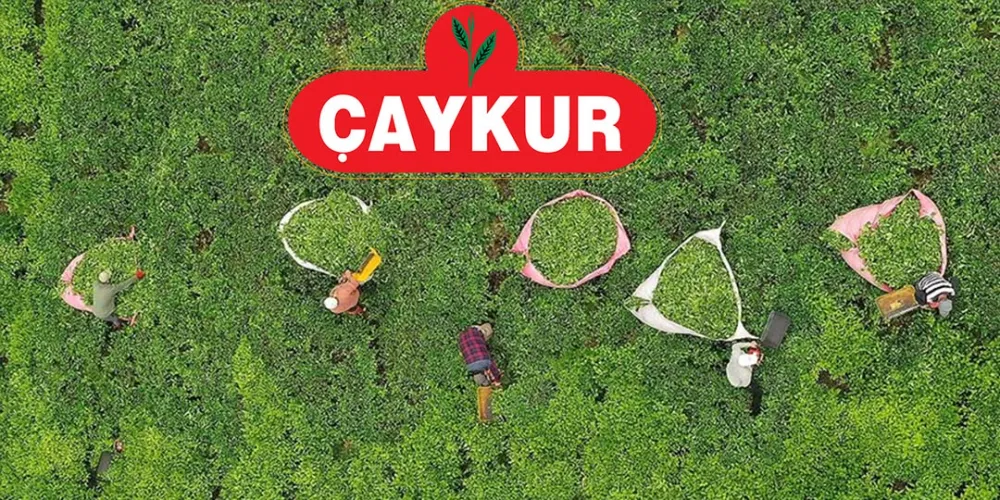 ÇAYKUR, 399 Bin Ton Yaş Çay Aldı