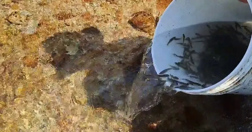 Rize’nin En Büyük Köyünden Türkiye’ye Örnek Doğa Hamlesi