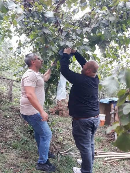 Ortahisar’da Kahverengi Kokarca ile Mücadele Çalışmaları Hız Kazandı