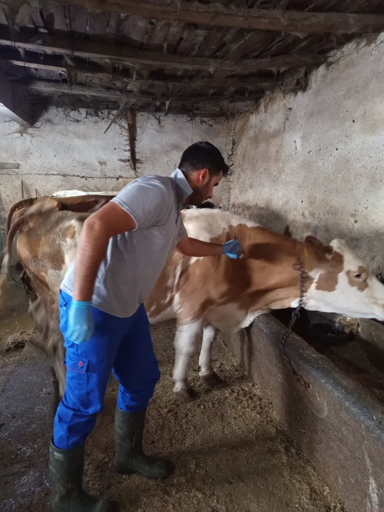 Aydıntepe’de 2025 Yılı Sonbahar Şap Aşılama Kampanyası Başarıyla Devam Ediyor