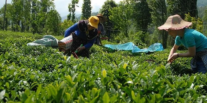 Çay Üreticilerine Müjde: Destek Ödemesi Dekara 465 TL’ye Yükseldi