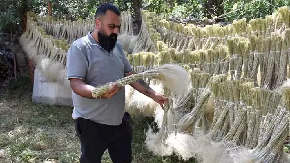 Şehrin Soğuk Dağ Lezzeti: Doğadan Toplanan Özel Bitki Sosyeteyi Büyüledi!