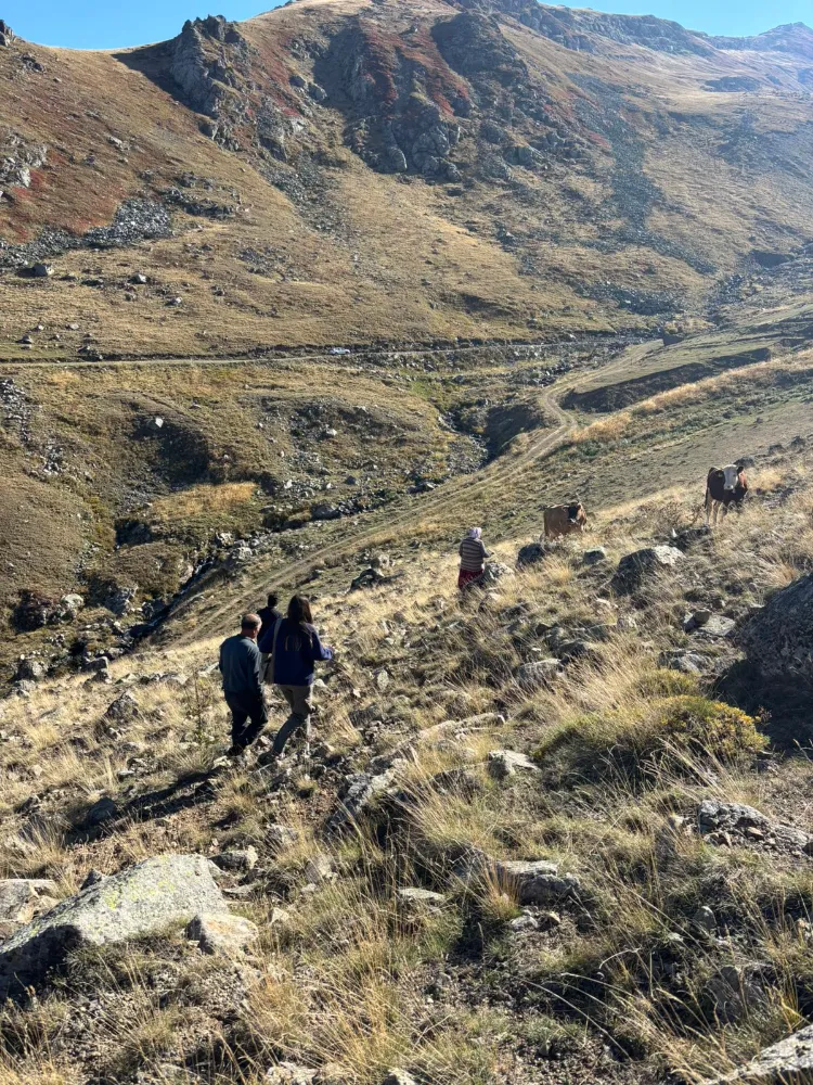 Vakfıkebir’de Yaylalarda Hayvan Sağlığı İçin Aşılama Çalışmaları Sürüyor