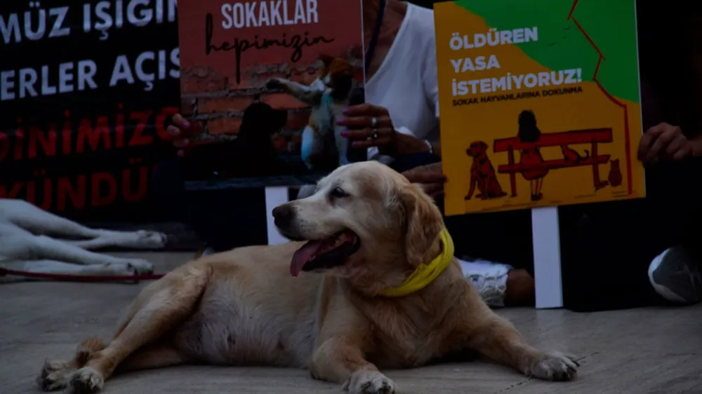 Afyon