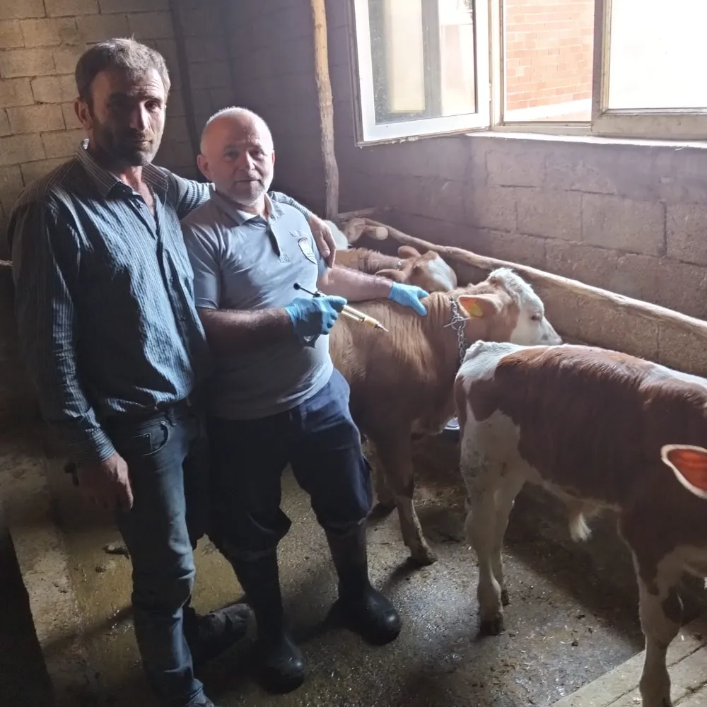 Bayburt’ta Sonbahar Şap Aşılama Kampanyası Sürüyor