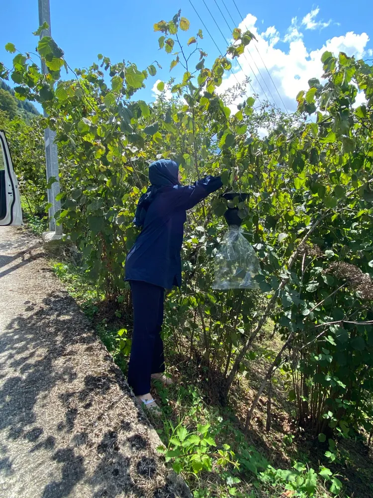 Çaykara’da Kahverengi Kokarca Mücadelesi: Funnel Tuzaklarla Zararlılar Kontrol Altında