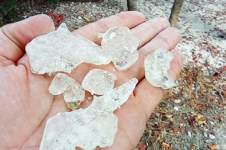 Çeşme Sakızı