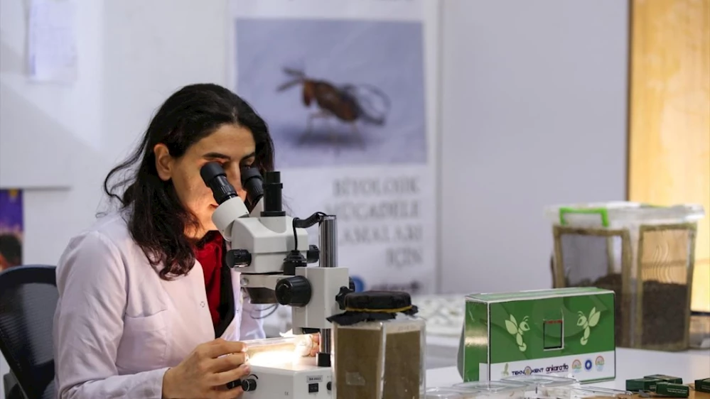 Faydalı Böcekler Tarımda Çiftçinin Yanında Oluyor