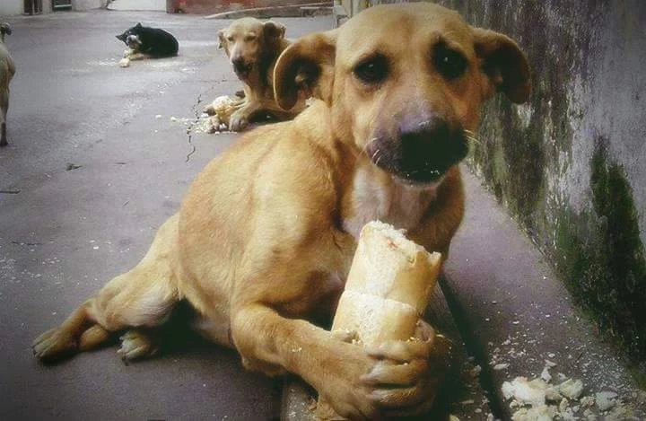 Sokak Hayvanlarını Soğuktan Korumak İçin Öneriler!
