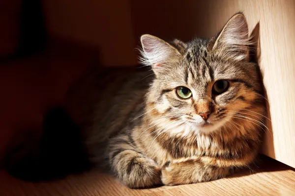 Evde Kedi Bakımı, Evde Kedi Nasıl Bakılır? Evde Kedi Bakımında Dikkat Edilmesi Gerekenler!