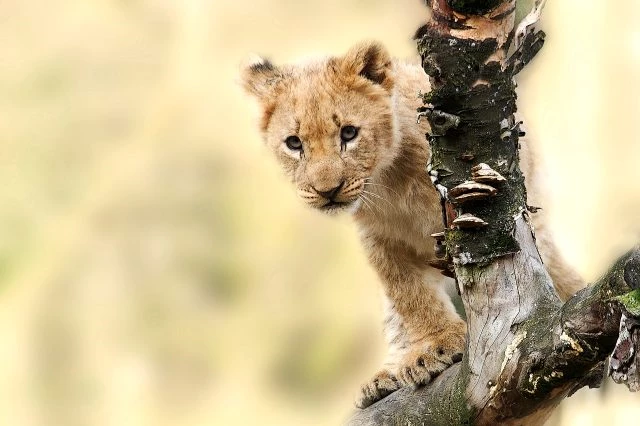 Rüyada aslan görmek ne anlama gelir, neye işarettir? Rüyada aslan görmenin anlamı nedir?