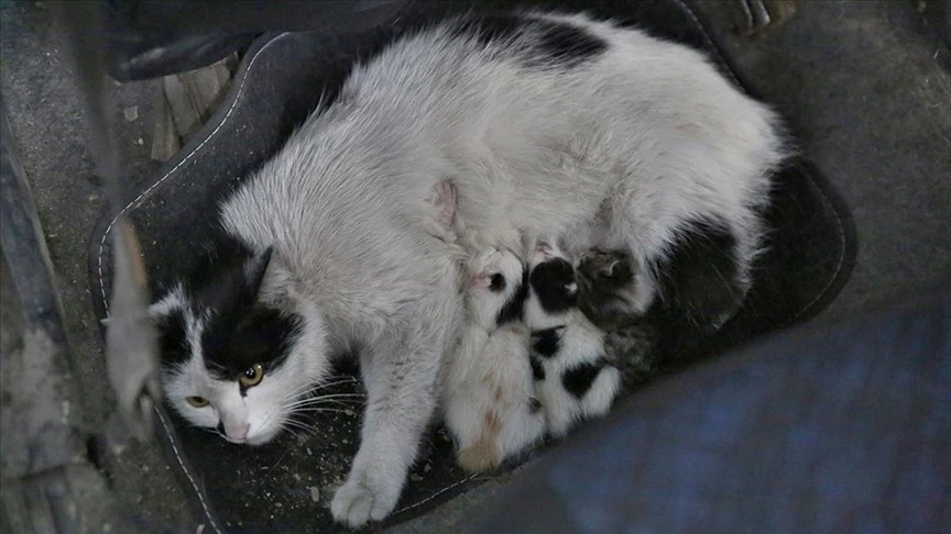Rüyada doğum yapan kedi görmek ne anlama gelir, neye işarettir? Rüyada doğum yapan kedi görmenin anlamı nedir?